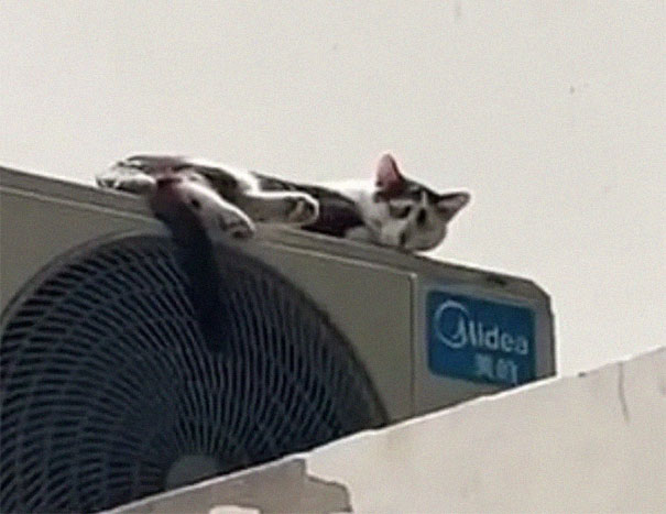 This Cat’s Facial Markings Make It Look Super Sad And You Might Even Start Feeling Bad For It (7 Pics) This Cat’s Facial Markings Make It Look Super Sad And You Might Even Start Feeling Bad For It (7 Pics)