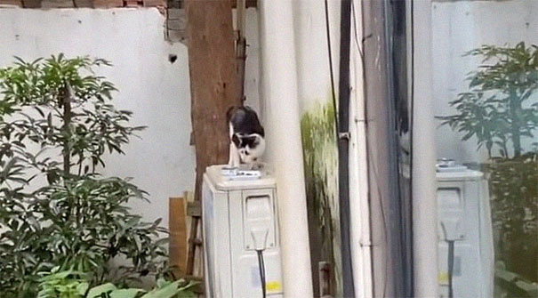 This Cat’s Facial Markings Make It Look Super Sad And You Might Even Start Feeling Bad For It (7 Pics) This Cat’s Facial Markings Make It Look Super Sad And You Might Even Start Feeling Bad For It (7 Pics)