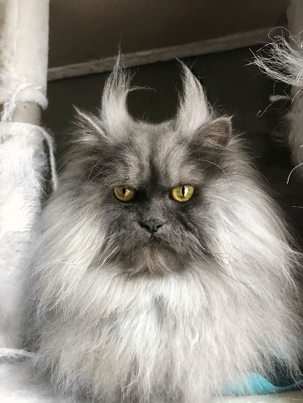 This Cat’s Facial Markings Make It Look Super Sad And You Might Even Start Feeling Bad For It (7 Pics) This Cat’s Facial Markings Make It Look Super Sad And You Might Even Start Feeling Bad For It (7 Pics)