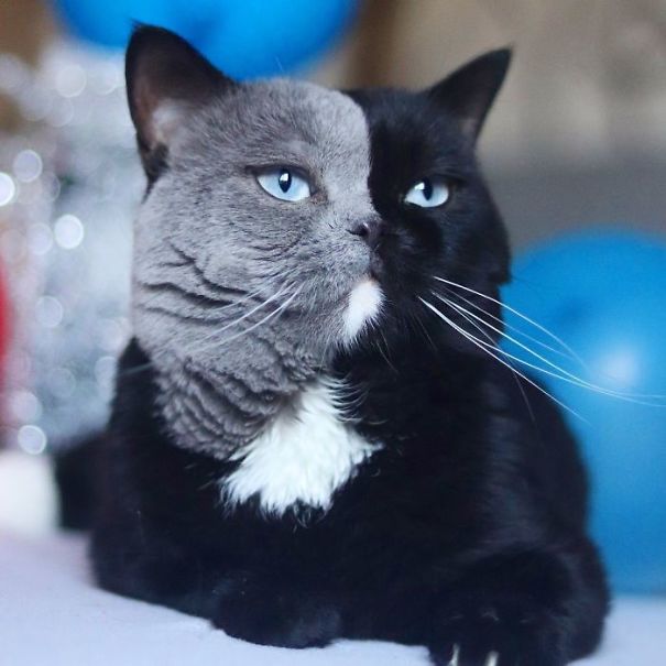 This Cat’s Facial Markings Make It Look Super Sad And You Might Even Start Feeling Bad For It (7 Pics) This Cat’s Facial Markings Make It Look Super Sad And You Might Even Start Feeling Bad For It (7 Pics)