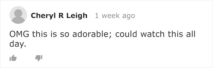 Mama Bear Takes Her 5 Adorable Cubs To Play In A Children’s Playground Mama Bear Takes Her 5 Adorable Cubs To Play In A Children’s Playground