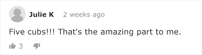 Mama Bear Takes Her 5 Adorable Cubs To Play In A Children’s Playground Mama Bear Takes Her 5 Adorable Cubs To Play In A Children’s Playground