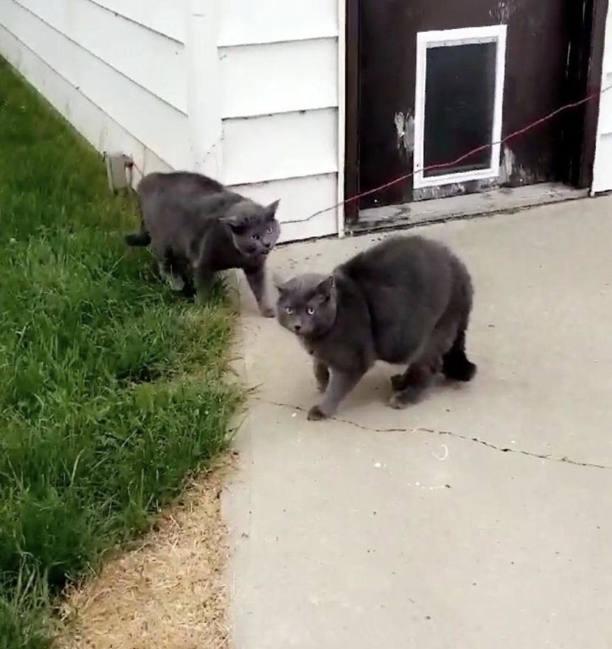 Woman Left Her Cat In Her Yard, Ran Outside After Hearing Screams To Find There Were Two Of Them And She Couldn’t Tell Who Was Who Woman Left Her Cat In Her Yard, Ran Outside After Hearing Screams To Find There Were Two Of Them And She Couldn’t Tell Who Was Who
