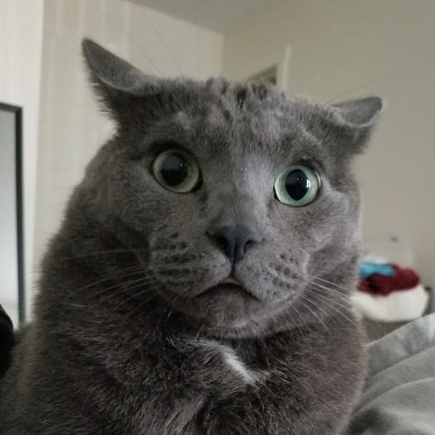 Woman Left Her Cat In Her Yard, Ran Outside After Hearing Screams To Find There Were Two Of Them And She Couldn’t Tell Who Was Who Woman Left Her Cat In Her Yard, Ran Outside After Hearing Screams To Find There Were Two Of Them And She Couldn’t Tell Who Was Who