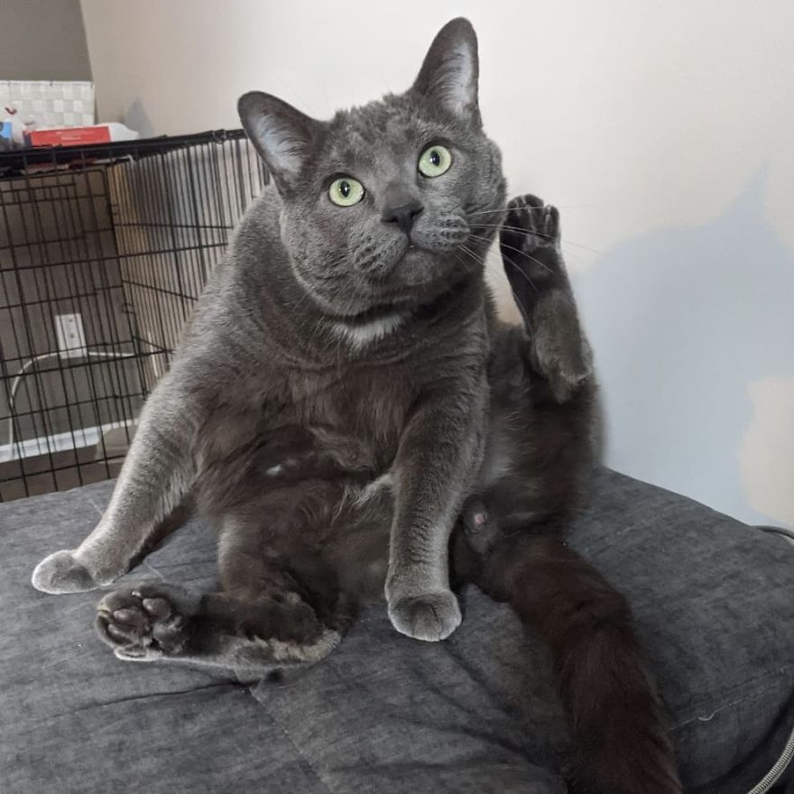 Woman Left Her Cat In Her Yard, Ran Outside After Hearing Screams To Find There Were Two Of Them And She Couldn’t Tell Who Was Who Woman Left Her Cat In Her Yard, Ran Outside After Hearing Screams To Find There Were Two Of Them And She Couldn’t Tell Who Was Who