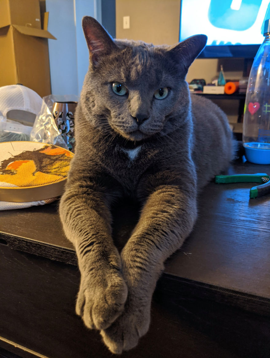 Woman Left Her Cat In Her Yard, Ran Outside After Hearing Screams To Find There Were Two Of Them And She Couldn’t Tell Who Was Who Woman Left Her Cat In Her Yard, Ran Outside After Hearing Screams To Find There Were Two Of Them And She Couldn’t Tell Who Was Who