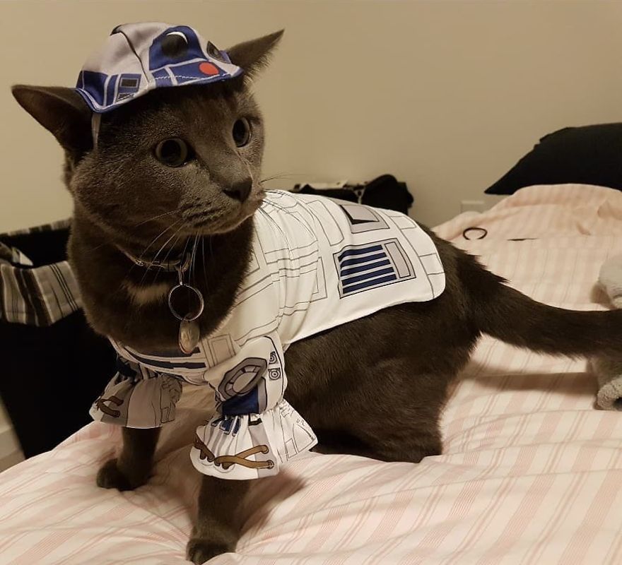 Woman Left Her Cat In Her Yard, Ran Outside After Hearing Screams To Find There Were Two Of Them And She Couldn’t Tell Who Was Who Woman Left Her Cat In Her Yard, Ran Outside After Hearing Screams To Find There Were Two Of Them And She Couldn’t Tell Who Was Who