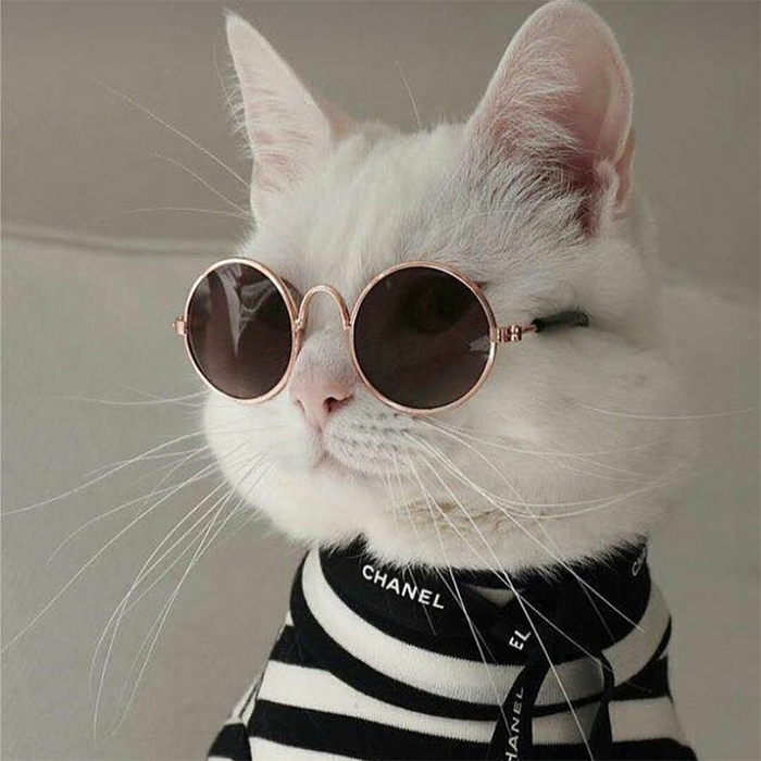 21 Hilarious Cat Versions Of Famous Movie Makers 21 Hilarious Cat Versions Of Famous Movie Makers