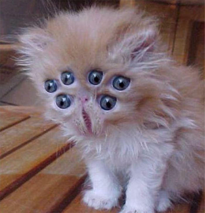 21 Hilarious Cat Versions Of Famous Movie Makers 21 Hilarious Cat Versions Of Famous Movie Makers