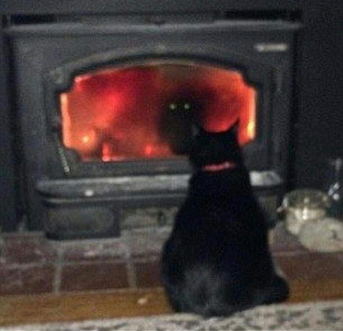 21 Hilarious Cat Versions Of Famous Movie Makers 21 Hilarious Cat Versions Of Famous Movie Makers