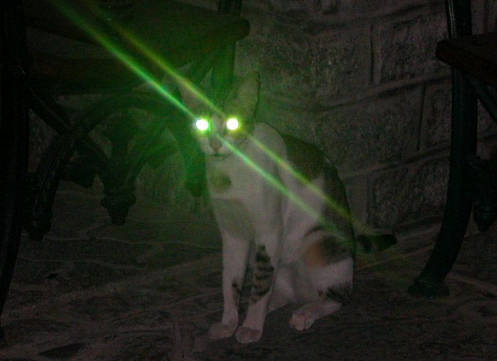 21 Hilarious Cat Versions Of Famous Movie Makers 21 Hilarious Cat Versions Of Famous Movie Makers