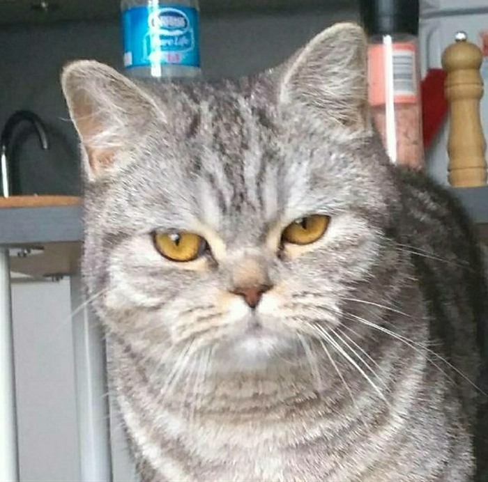 21 Hilarious Cat Versions Of Famous Movie Makers 21 Hilarious Cat Versions Of Famous Movie Makers