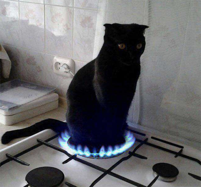 21 Hilarious Cat Versions Of Famous Movie Makers 21 Hilarious Cat Versions Of Famous Movie Makers