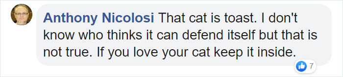 This Bird Of Prey Tries To Intimidate A Defenseless Family Cat By Showing How Big It Is