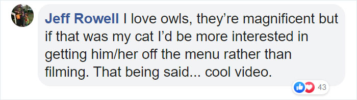 This Bird Of Prey Tries To Intimidate A Defenseless Family Cat By Showing How Big It Is