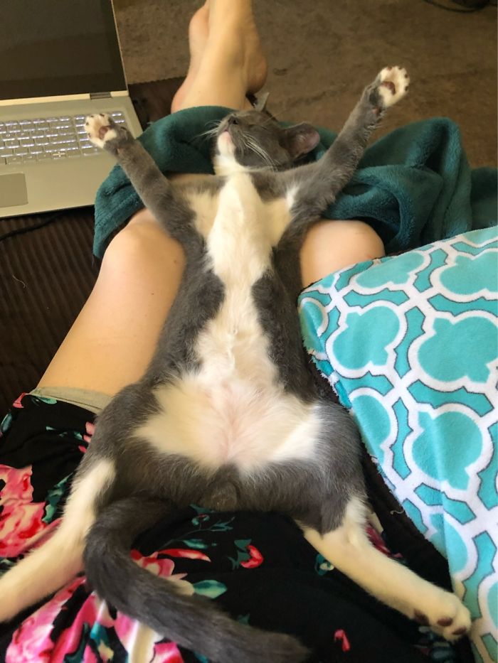 50 Photos By Our Readers Of Their Pets Just Moments After They’d Adopted Them 50 Photos By Our Readers Of Their Pets Just Moments After They’d Adopted Them