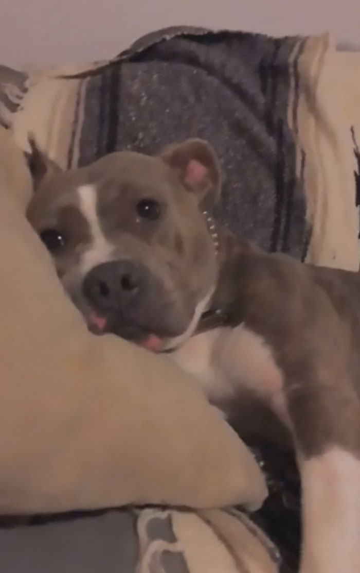 50 Photos By Our Readers Of Their Pets Just Moments After They’d Adopted Them 50 Photos By Our Readers Of Their Pets Just Moments After They’d Adopted Them