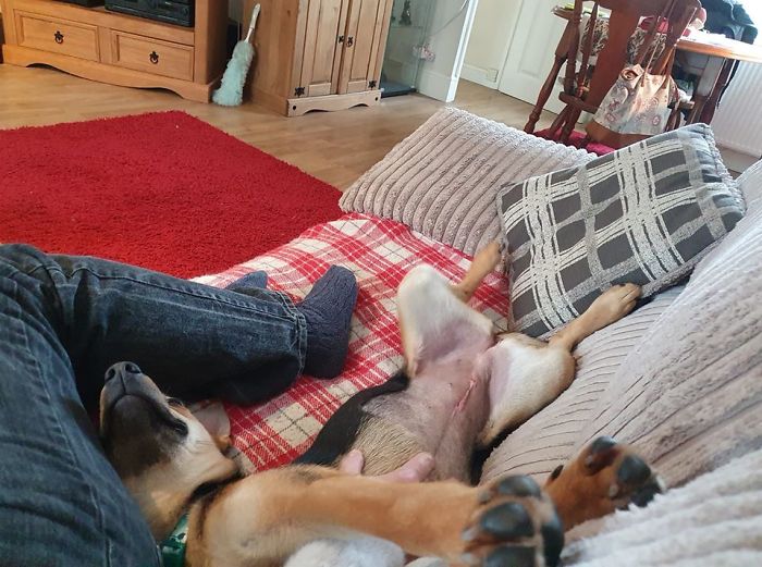 50 Photos By Our Readers Of Their Pets Just Moments After They’d Adopted Them 50 Photos By Our Readers Of Their Pets Just Moments After They’d Adopted Them