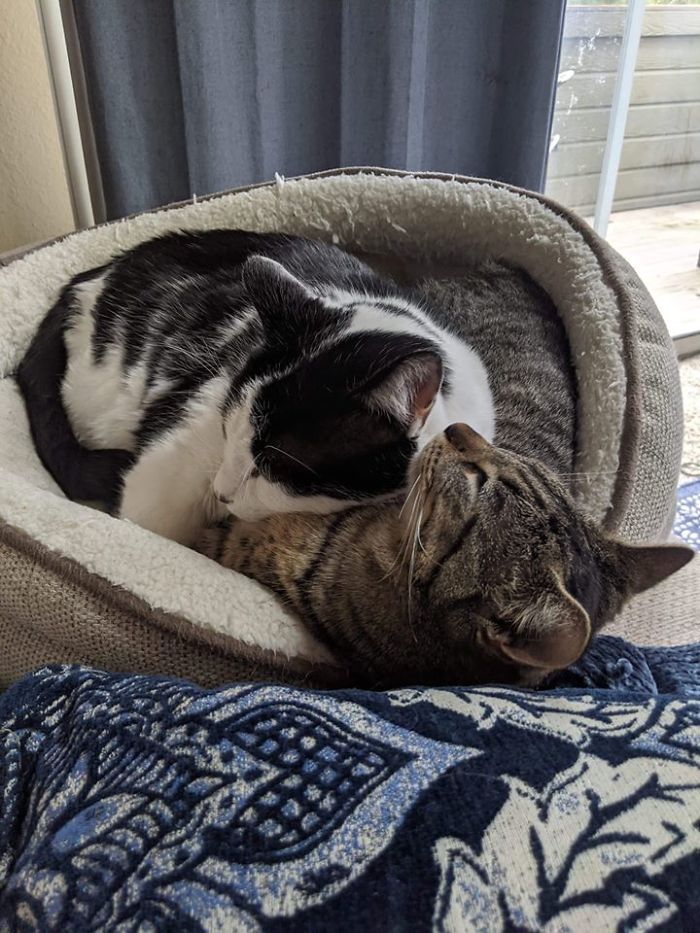 50 Photos By Our Readers Of Their Pets Just Moments After They’d Adopted Them 50 Photos By Our Readers Of Their Pets Just Moments After They’d Adopted Them