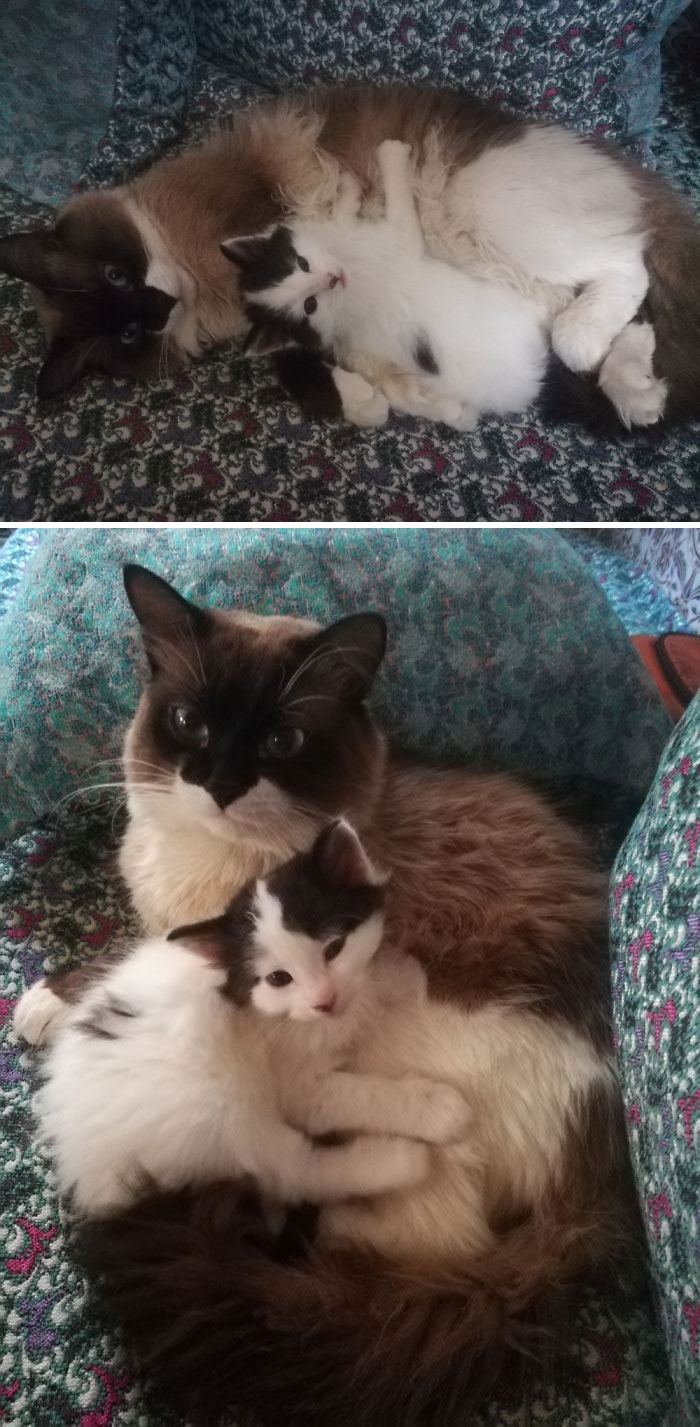 50 Photos By Our Readers Of Their Pets Just Moments After They’d Adopted Them 50 Photos By Our Readers Of Their Pets Just Moments After They’d Adopted Them