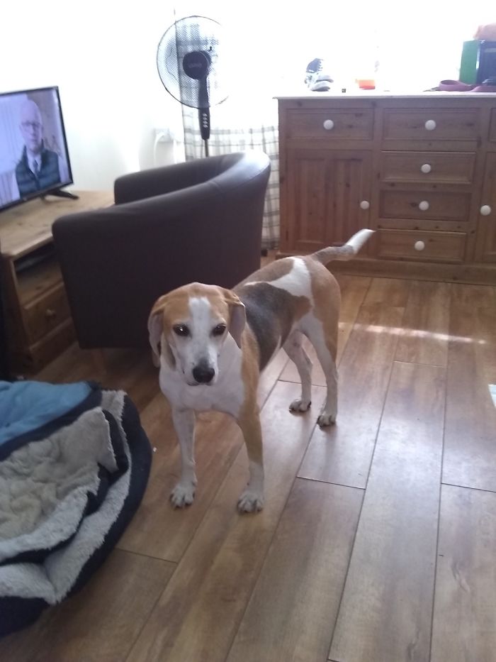 50 Photos By Our Readers Of Their Pets Just Moments After They’d Adopted Them 50 Photos By Our Readers Of Their Pets Just Moments After They’d Adopted Them