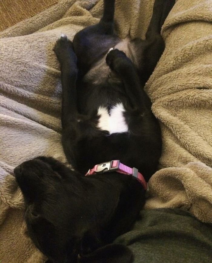 50 Photos By Our Readers Of Their Pets Just Moments After They’d Adopted Them 50 Photos By Our Readers Of Their Pets Just Moments After They’d Adopted Them