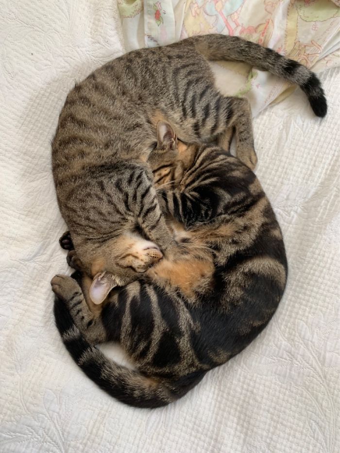 50 Photos By Our Readers Of Their Pets Just Moments After They’d Adopted Them 50 Photos By Our Readers Of Their Pets Just Moments After They’d Adopted Them