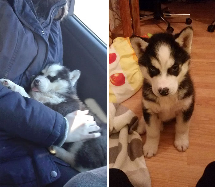 50 Photos By Our Readers Of Their Pets Just Moments After They’d Adopted Them 50 Photos By Our Readers Of Their Pets Just Moments After They’d Adopted Them