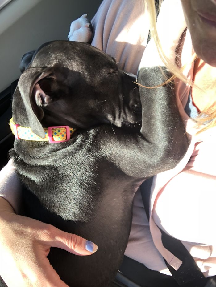 50 Photos By Our Readers Of Their Pets Just Moments After They’d Adopted Them 50 Photos By Our Readers Of Their Pets Just Moments After They’d Adopted Them