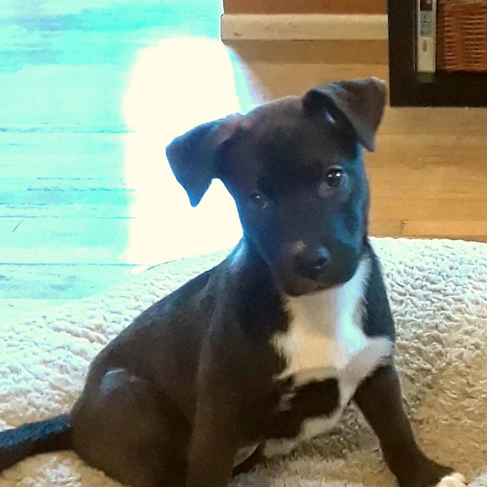 50 Photos By Our Readers Of Their Pets Just Moments After They’d Adopted Them 50 Photos By Our Readers Of Their Pets Just Moments After They’d Adopted Them