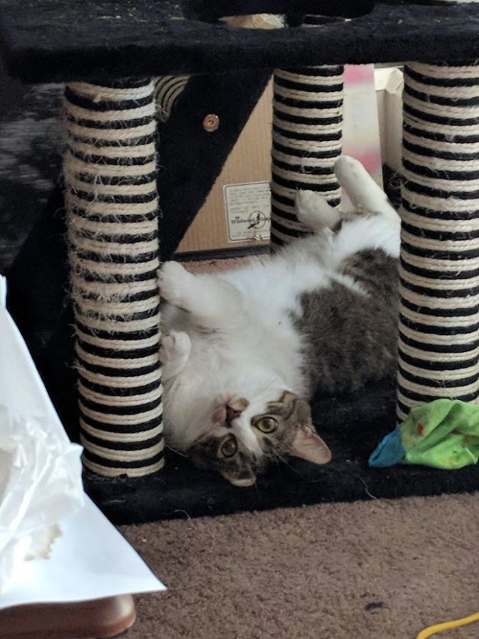 50 Photos By Our Readers Of Their Pets Just Moments After They’d Adopted Them 50 Photos By Our Readers Of Their Pets Just Moments After They’d Adopted Them