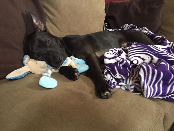 50 Photos By Our Readers Of Their Pets Just Moments After They’d Adopted Them 50 Photos By Our Readers Of Their Pets Just Moments After They’d Adopted Them