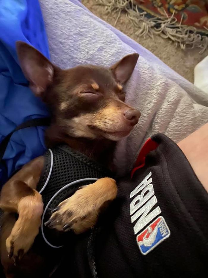 50 Photos By Our Readers Of Their Pets Just Moments After They’d Adopted Them 50 Photos By Our Readers Of Their Pets Just Moments After They’d Adopted Them