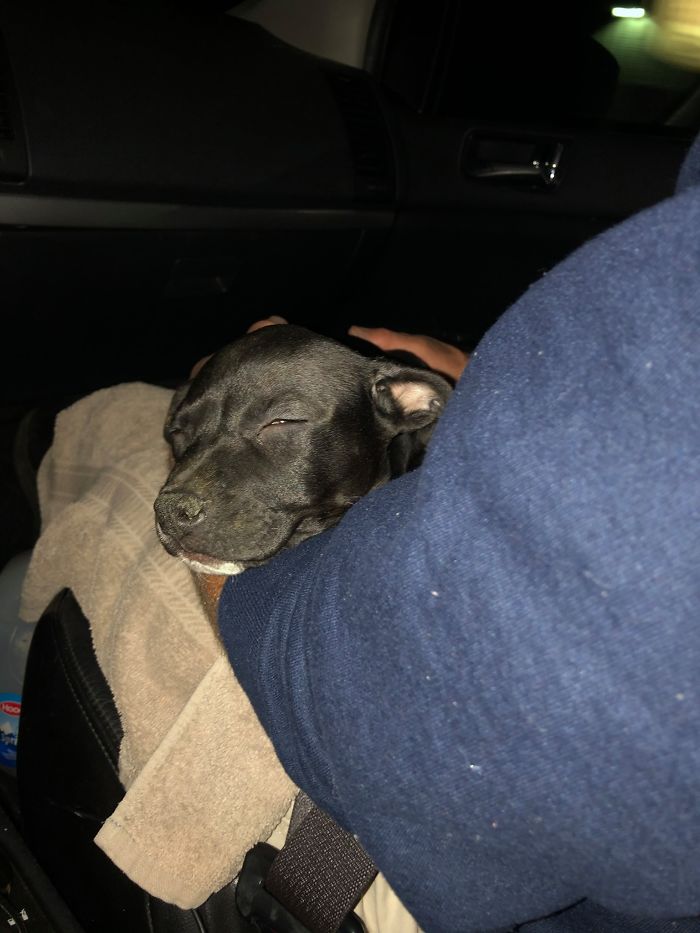 50 Photos By Our Readers Of Their Pets Just Moments After They’d Adopted Them 50 Photos By Our Readers Of Their Pets Just Moments After They’d Adopted Them