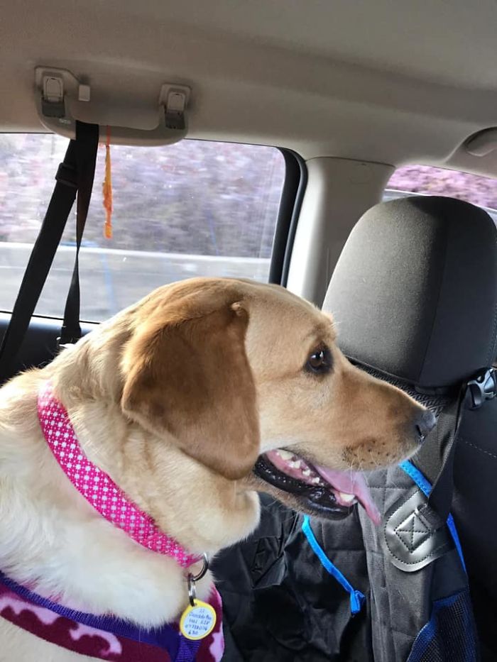 50 Photos By Our Readers Of Their Pets Just Moments After They’d Adopted Them 50 Photos By Our Readers Of Their Pets Just Moments After They’d Adopted Them