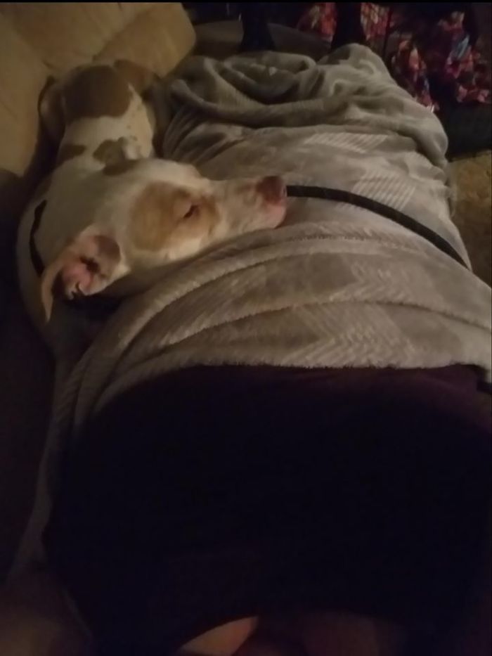 50 Photos By Our Readers Of Their Pets Just Moments After They’d Adopted Them 50 Photos By Our Readers Of Their Pets Just Moments After They’d Adopted Them