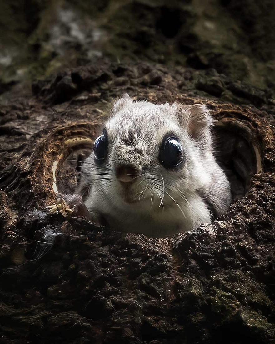 Finnish Photographer Captures Baby Animals Having Fun And Making Funny Expressions (30 Pics) Finnish Photographer Captures Baby Animals Having Fun And Making Funny Expressions (30 Pics)