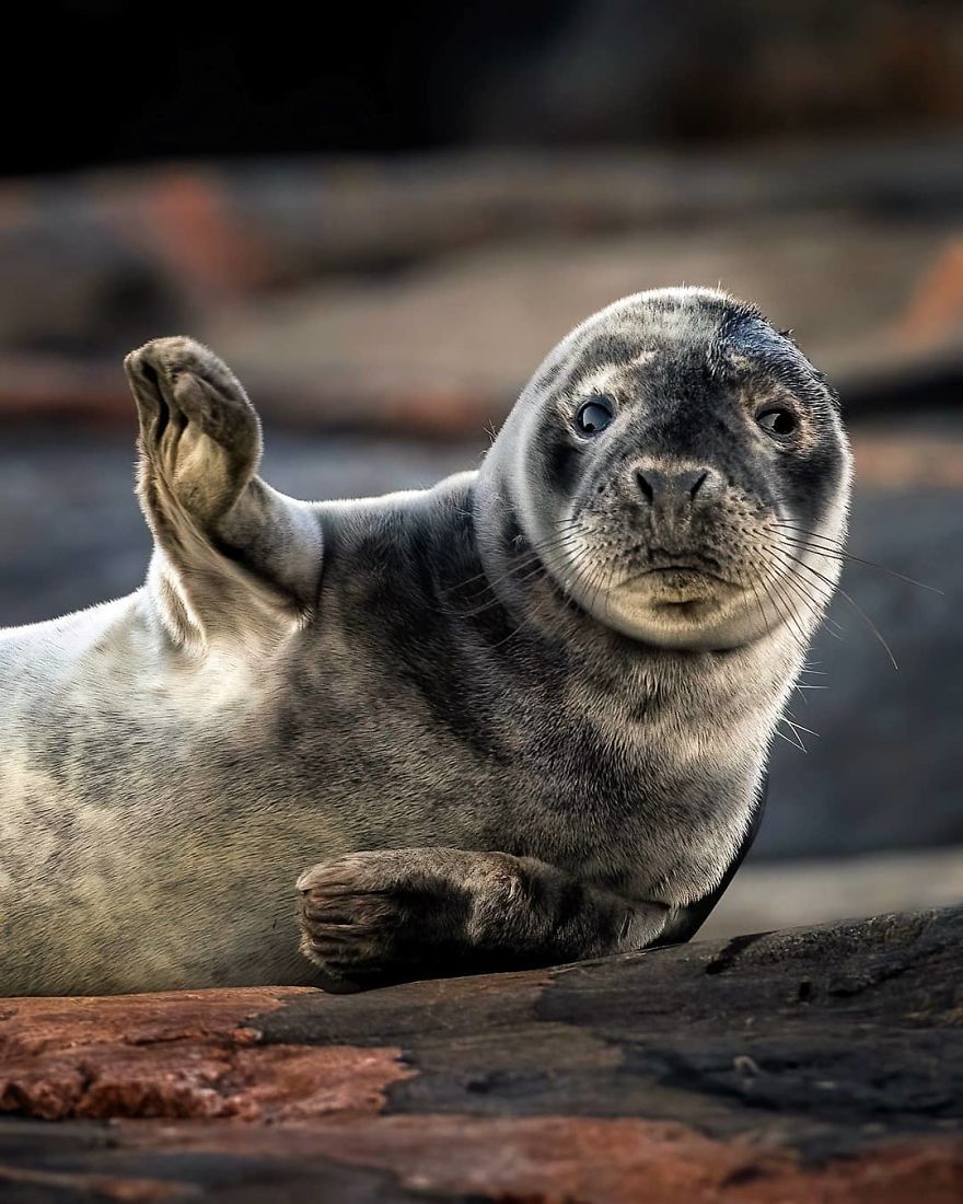 Finnish Photographer Captures Baby Animals Having Fun And Making Funny Expressions (30 Pics) Finnish Photographer Captures Baby Animals Having Fun And Making Funny Expressions (30 Pics)