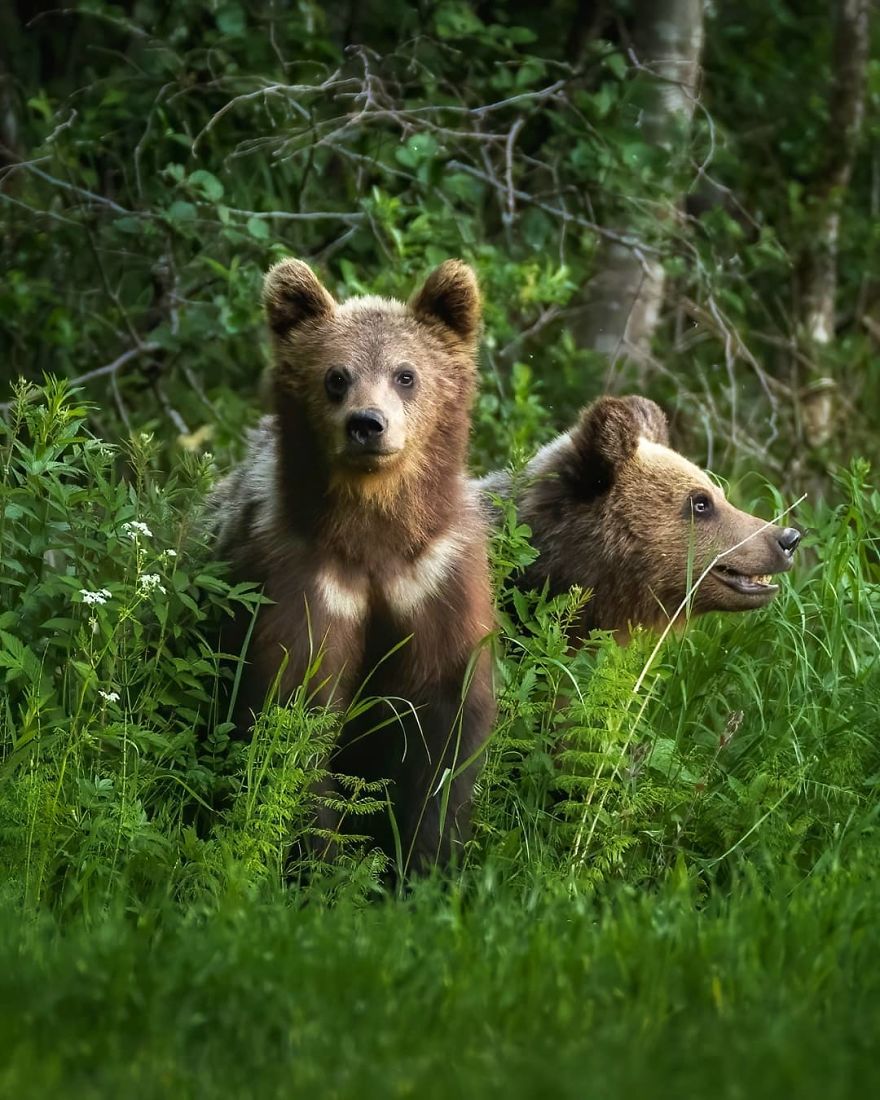 Finnish Photographer Captures Baby Animals Having Fun And Making Funny Expressions (30 Pics) Finnish Photographer Captures Baby Animals Having Fun And Making Funny Expressions (30 Pics)