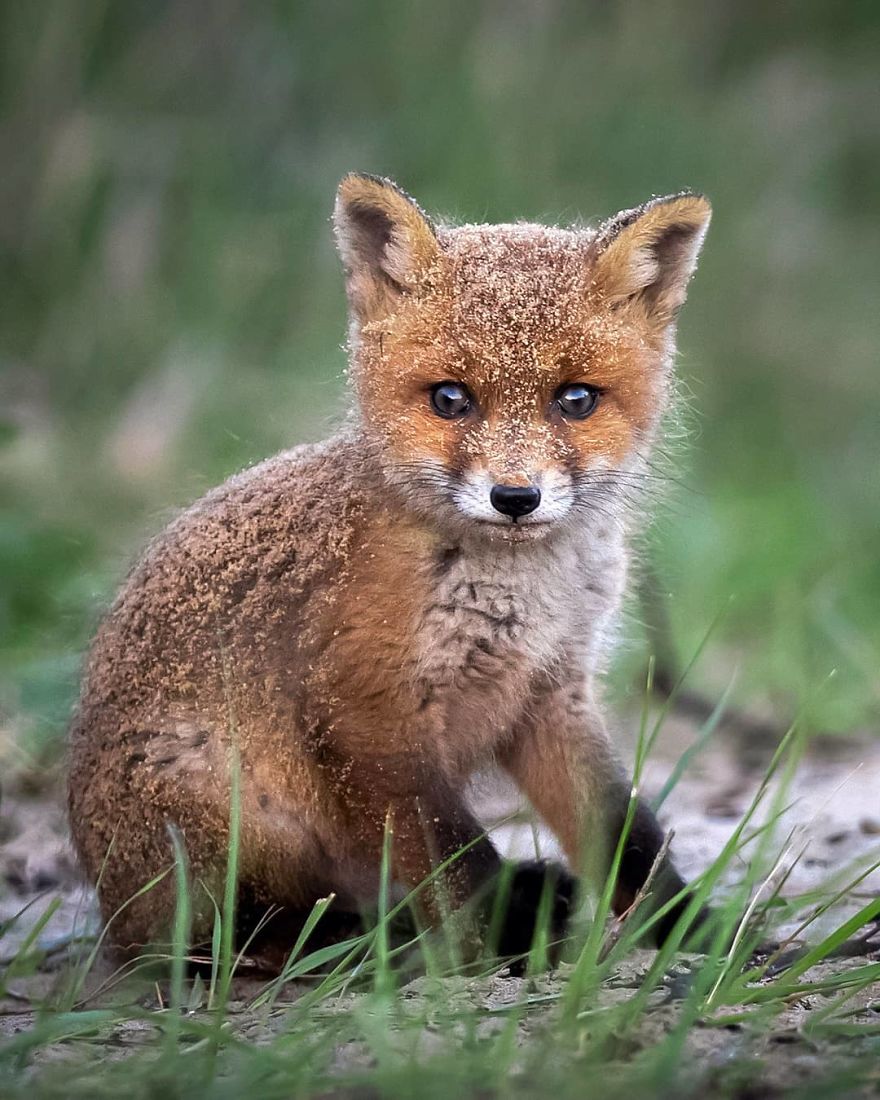 Finnish Photographer Captures Baby Animals Having Fun And Making Funny Expressions (30 Pics) Finnish Photographer Captures Baby Animals Having Fun And Making Funny Expressions (30 Pics)