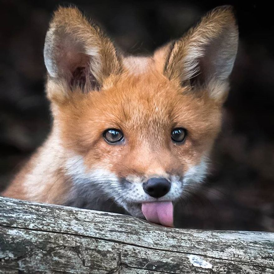 Finnish Photographer Captures Baby Animals Having Fun And Making Funny Expressions (30 Pics) Finnish Photographer Captures Baby Animals Having Fun And Making Funny Expressions (30 Pics)