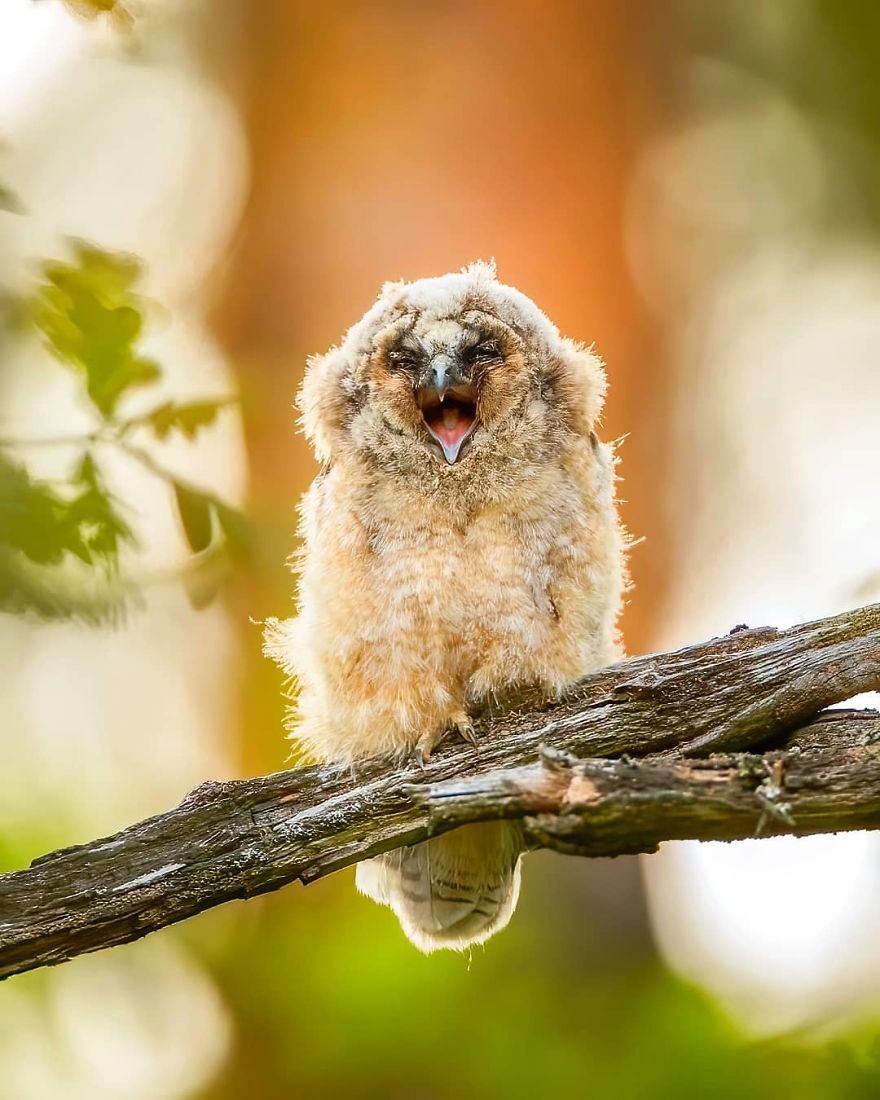 Finnish Photographer Captures Baby Animals Having Fun And Making Funny Expressions (30 Pics) Finnish Photographer Captures Baby Animals Having Fun And Making Funny Expressions (30 Pics)