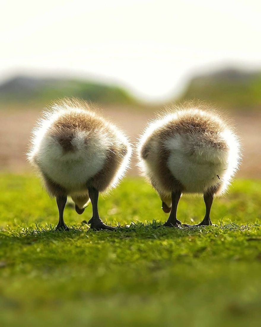 Finnish Photographer Captures Baby Animals Having Fun And Making Funny Expressions (30 Pics) Finnish Photographer Captures Baby Animals Having Fun And Making Funny Expressions (30 Pics)