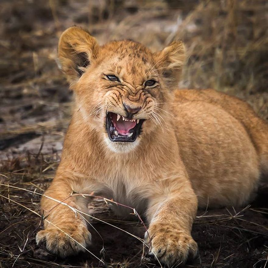 Finnish Photographer Captures Baby Animals Having Fun And Making Funny Expressions (30 Pics) Finnish Photographer Captures Baby Animals Having Fun And Making Funny Expressions (30 Pics)