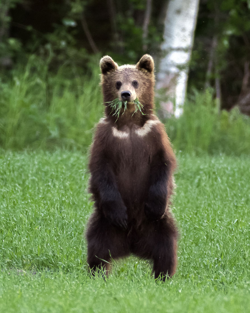 Finnish Photographer Captures Baby Animals Having Fun And Making Funny Expressions (30 Pics) Finnish Photographer Captures Baby Animals Having Fun And Making Funny Expressions (30 Pics)
