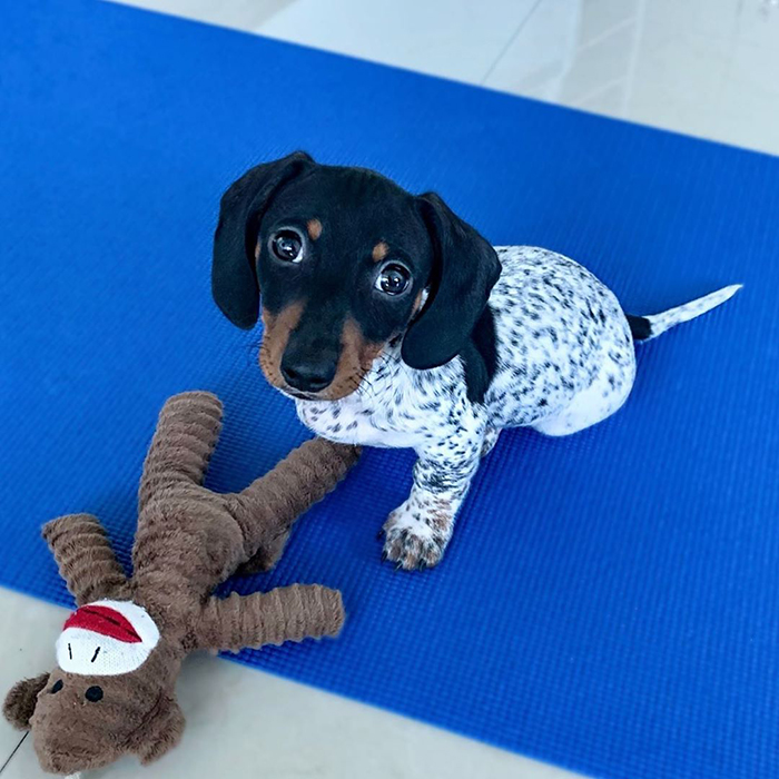 Meet Moo, An Adorable Dachshund That Looks Like He Has The Body Of A Cow (30 Photos) Meet Moo, An Adorable Dachshund That Looks Like He Has The Body Of A Cow (30 Photos)