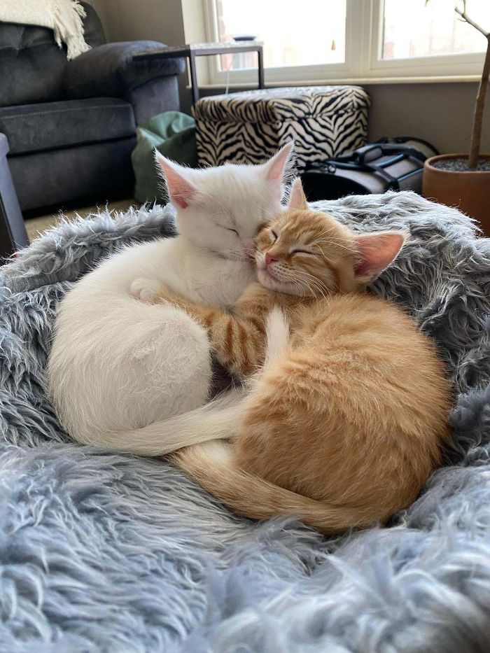 40 Most Wholesome Rescue Pet Photos Of This Month (June Edition) 40 Most Wholesome Rescue Pet Photos Of This Month (June Edition)