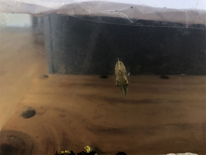 Guy Finds Caterpillars In Tesco Broccoli, Decides To Raise Them Into Butterflies And Documents The Entire Process Guy Finds Caterpillars In Tesco Broccoli, Decides To Raise Them Into Butterflies And Documents The Entire Process