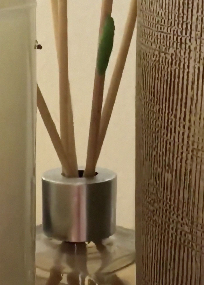 Guy Finds Caterpillars In Tesco Broccoli, Decides To Raise Them Into Butterflies And Documents The Entire Process Guy Finds Caterpillars In Tesco Broccoli, Decides To Raise Them Into Butterflies And Documents The Entire Process