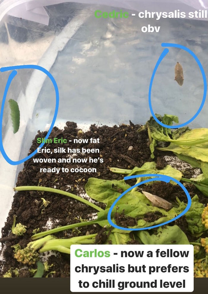 Guy Finds Caterpillars In Tesco Broccoli, Decides To Raise Them Into Butterflies And Documents The Entire Process Guy Finds Caterpillars In Tesco Broccoli, Decides To Raise Them Into Butterflies And Documents The Entire Process